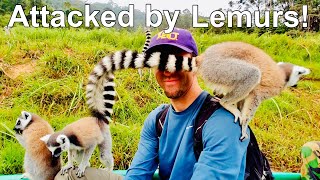 ATTACKED By Lemurs in Madagascar [upl. by Eimmit]