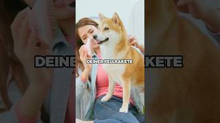 Nassfutter❓🤔😲 hundeernährung hundeliebe hundegesundheit [upl. by Abil]