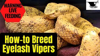 How To Breed Eyelash Pit Vipers A Complete Guide [upl. by Eirrej]