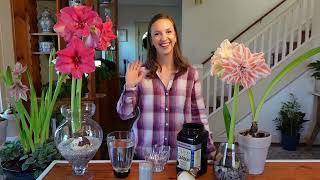 How to Grow Amaryllis Over Water  How To Rebloom An Amaryllis That Was Grown In Water [upl. by Orelia]