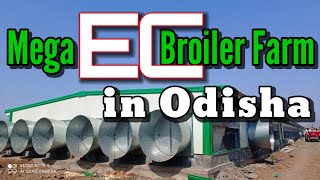 mega ec broilerfarm inOdisha ଓଡିଶାର ସବୁଠୁ ବଡ଼ ଇସି ଫାର୍ମ ecfarminodisha birdflu poultryfarming [upl. by Ide965]