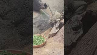 Feeding rhinoceros iguana s [upl. by Damaris]