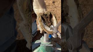 Trimming horse hoof asmr horsecare satisfying shortsviral equestrian [upl. by Novak11]