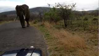 Big Bull Elephant  Pilanesberg made us retreat [upl. by Latreece781]