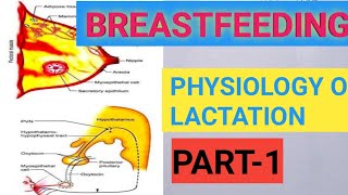 BREASTFEEDING  TYPES OF MILK  PHYSIOLOGY OF LACTATION [upl. by Yorgen128]