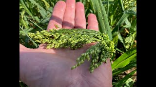 Proso Millet Wheat Rotation [upl. by Rivard199]