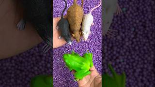 Mouse frog satisfyingvideo [upl. by Dacey]