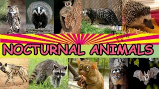 Facts about Nocturnal Animals with Pictures and correct Pronunciation [upl. by Lakym]