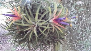 Air plant Tialandsia pollination  its dwarf bromeliad [upl. by Austreng]