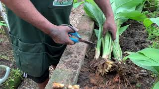 Como plantar açafrão da terra cúrcuma ou mangarataia [upl. by Lyckman]