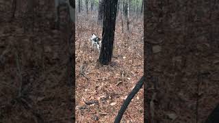 6 month old walker coonhound pup training on tree [upl. by Ainavi]