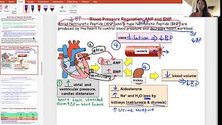 ANP BNP Regulation of BP [upl. by Gertie]