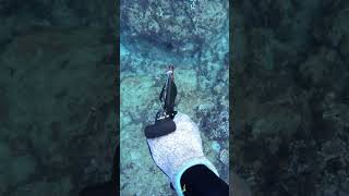 SPEARFISHING COMPILATION Shooting Tasty Omilu and Invasive Roi [upl. by Fujio]