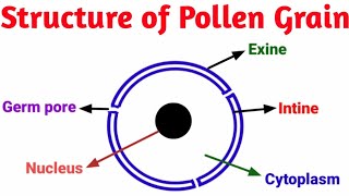 Structure of Pollen grain  Pravin Bhosale [upl. by Ahseined]