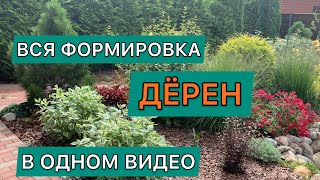 Формировка дёрена белого сорт Элегантиссима  Cornus alba Elegantissima дневниксадовода кустарник [upl. by Leontyne]