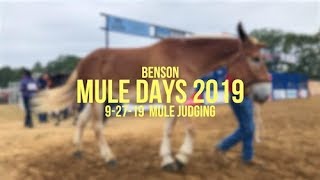 Mule Days 2019  927  Mule Judging [upl. by Hemetaf]