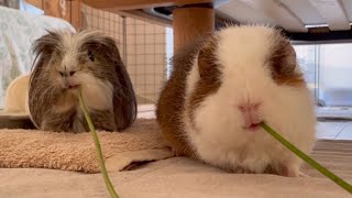 【吉報】おやつの時間じゃないのに飼い主がオヤツくれた！！！【モルモット】Wild Grass Snack【Guinea pig】 [upl. by Eeresid]