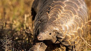 Pangolins the Most Trafficked Mammal [upl. by Atik]