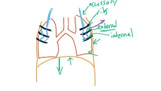 Breathing Mechanics for the USMLE Step 1 [upl. by Nevear]