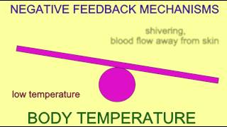 HOMEOSTASIS NEGATIVE FEEDBACK MECHANISMS [upl. by Kayla494]