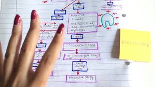 Development of the Heart 1  EASY Heart Embryology [upl. by Granoff]