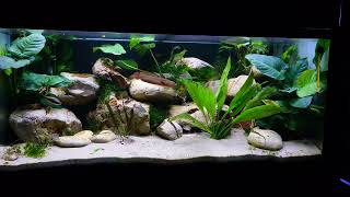 The new Channa brunnea aquarium new anubies plants [upl. by Phina456]