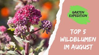 Top 5 Wildblumen im August  Trachtfließband  Gartenexpedition naturgarten [upl. by Marcille]