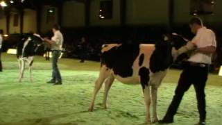 Swiss Expo 2010  Rinderchampionwahlen Holstein [upl. by Han]