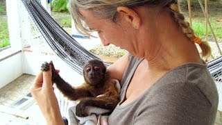 BABY MONKEY SURVIVES cute [upl. by Austin]