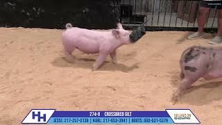 2748 CROSSBRED GILT  Heimer Hampshires Sept 23 2024 Sale [upl. by Negaem]