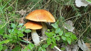 Houby 1482023  GIGA Křemenáče🍄👌👍🌳 [upl. by Young]