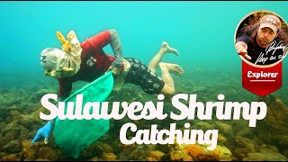 Sulawesi Wild Shrimp Habitat and Collection [upl. by Etienne]