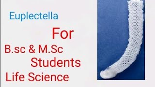 EuplectellaWhat is Euplectella  practical questions euplectella for Biology ☺️StudentsbyAnmol [upl. by Bonina]