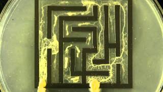 Slime mold solving maze [upl. by Stark749]