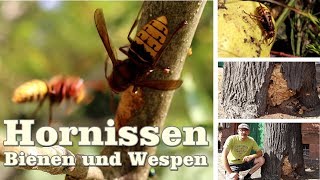 Hornissen Honigbienen und Wespen hautnah erleben [upl. by Volpe]