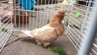 chinese owl pigeon for sale [upl. by Mahseh]