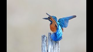 Martin Pêcheur volchantla flèche bleue [upl. by Ylek431]