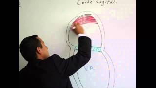 Tabicación Interatrial e Interventricular [upl. by Pena]