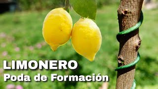 🍋CÓMO PODAR UN LIMONERO todo lo que necesitas saber 🍋 Poda de Formación de Cítricos✔️ [upl. by Zerk]