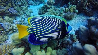 Pomacanthus imperator  Emperor angelfish [upl. by Racso419]