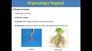 Organologia Vegetal [upl. by Lonna]