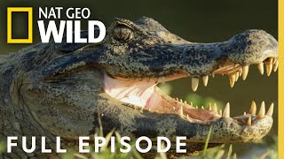 Jaguar vs Croc  Full Episode [upl. by Hugibert966]