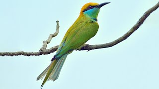 Asian green beeeater sounds [upl. by Dav34]