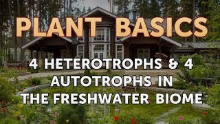 4 Heterotrophs amp 4 Autotrophs in the Freshwater Biome [upl. by Latashia317]