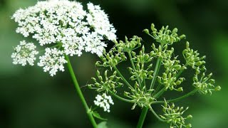 Trachyspermum ammi ଜୁଆଣୀ Ajwain [upl. by Chilcote658]