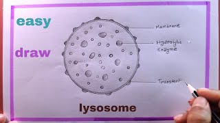 how to draw lysosome step by step easylysosome drawing [upl. by Sidnarb]