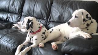 103 Dalmatians [upl. by Selby601]