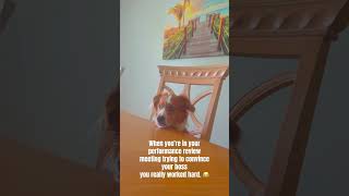 How you really feel about it cute dog puppy funny pets viral dogshort shorts [upl. by Kciredorb779]