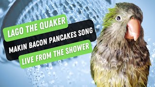 Quaker parrot in shower singing  Adventure time Bacon Pancake Song [upl. by Anayd]