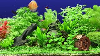 ★ Freshwater Aquarium ★ HQ 1080p 60fps ★ Screensaver ★ 3 FishTanks ★ [upl. by Eened561]